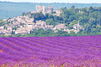 Lavender fields - South of France